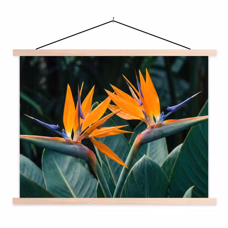 Schoolplaat - Paradijsvogel - Bloem - Exotisch