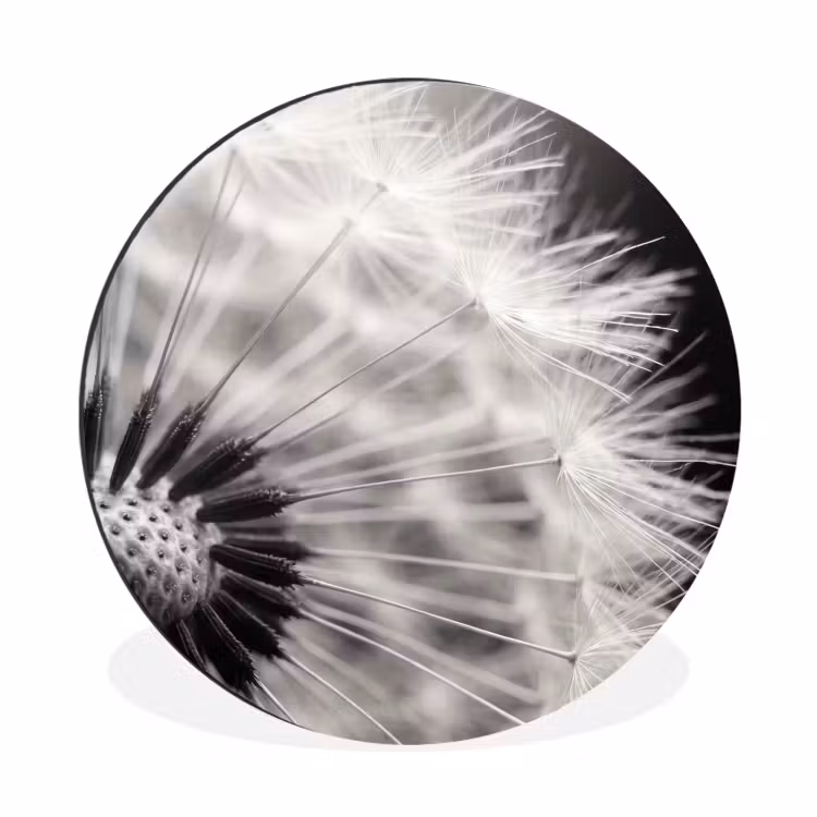 Wandcirkel - Aluminium - Paardenbloem - Zwart - Wit