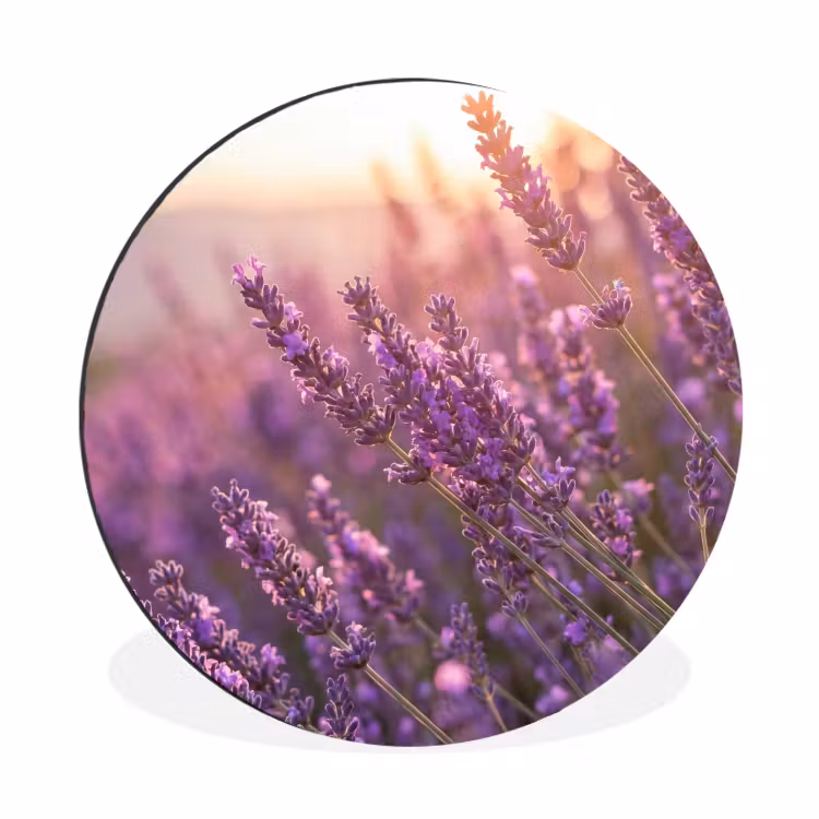 Wandcirkel - Aluminium - Lavendel - Paars - Zonlicht