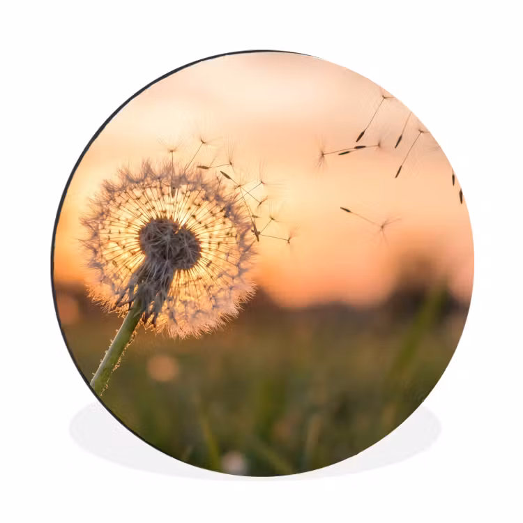 Wandcirkel - Aluminium - Paardenbloem - Zonsondergang - Veld