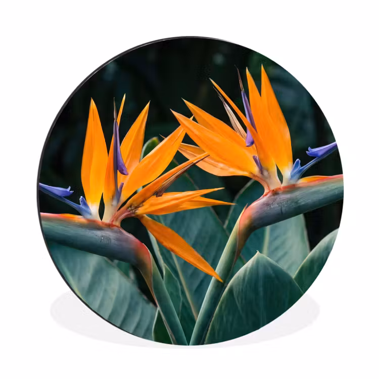 Wandcirkel - Aluminium - Paradijsvogel - Bloem - Exotisch