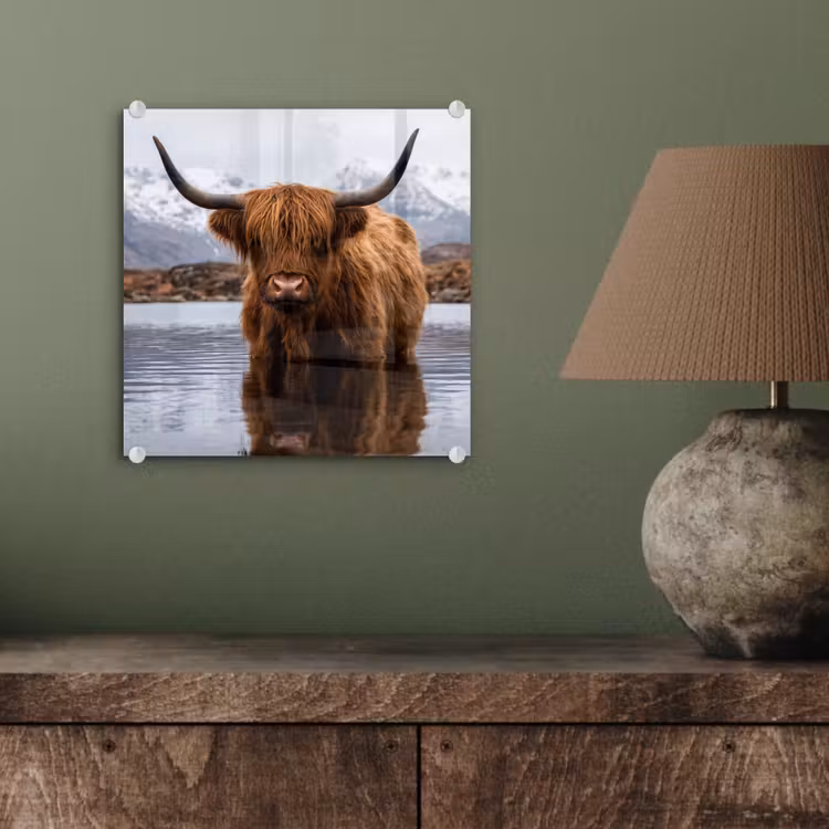Glas schilderij - Schotse hooglander - Bruin - Water — 4