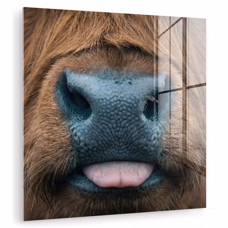 Glas schilderij - Schotse hooglander - Neus - Bruin — 1