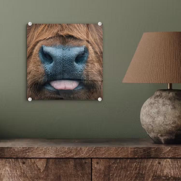 Glas schilderij - Schotse hooglander - Neus - Bruin — 4