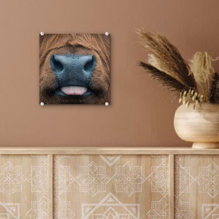 Glas schilderij - Schotse hooglander - Neus - Bruin — 6