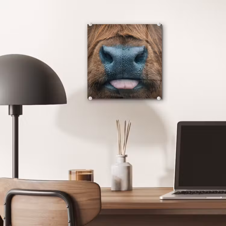 Glas schilderij - Schotse hooglander - Neus - Bruin — 7