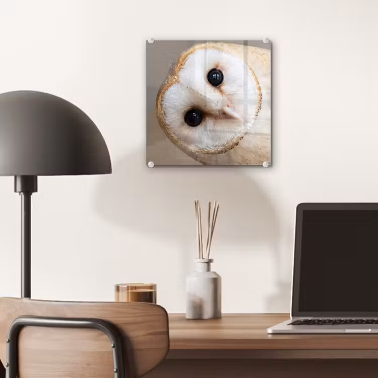Glas schilderij - Uil - Bruin - Wit — 7