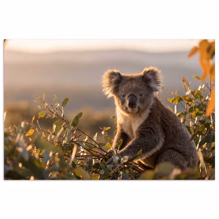 Poster - Koala - Bladeren - Ochtendlicht — 1