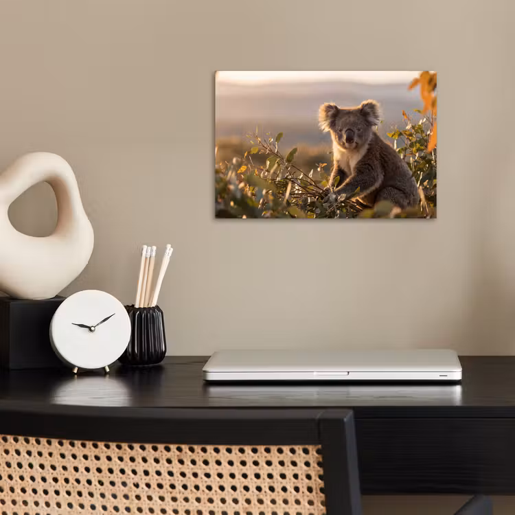 Poster - Koala - Bladeren - Ochtendlicht — 2