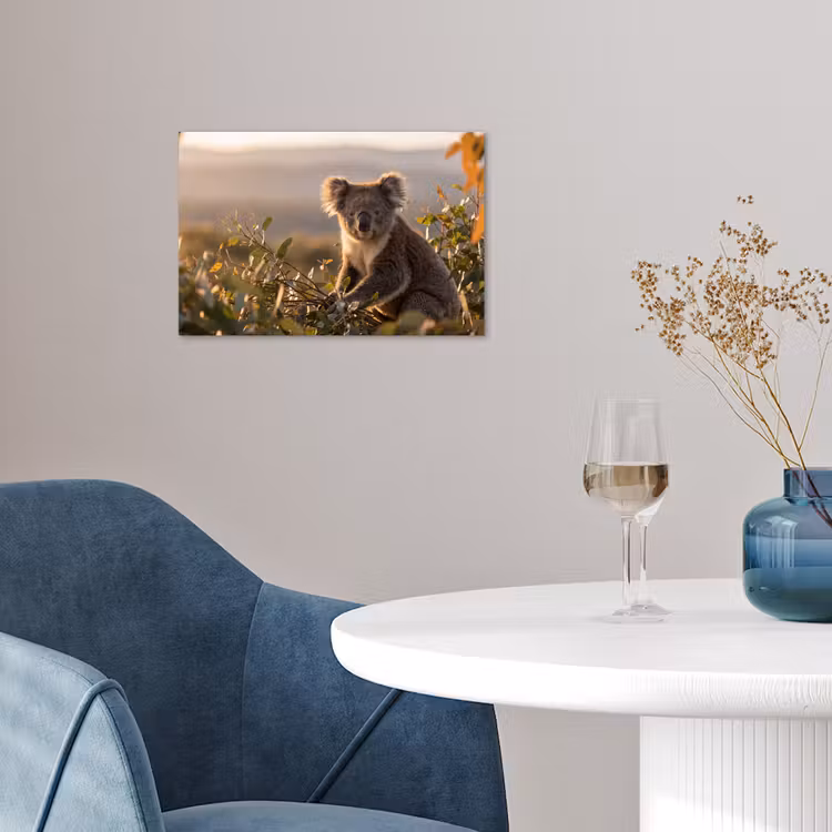 Poster - Koala - Bladeren - Ochtendlicht — 4