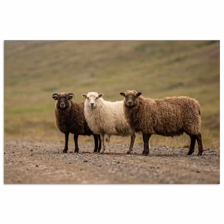 Poster - Schapen - Bruin - Wit - Grindpad — 1