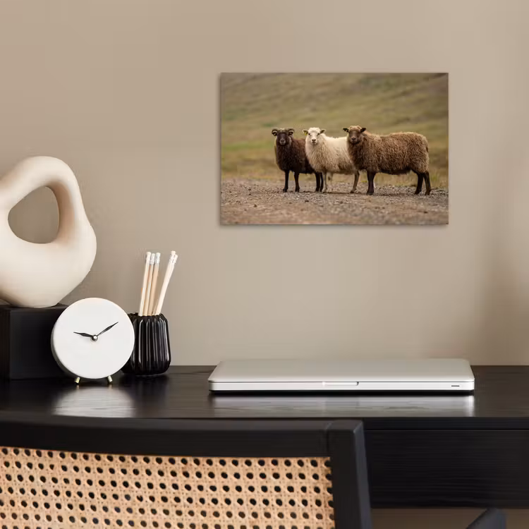 Poster - Schapen - Bruin - Wit - Grindpad — 2