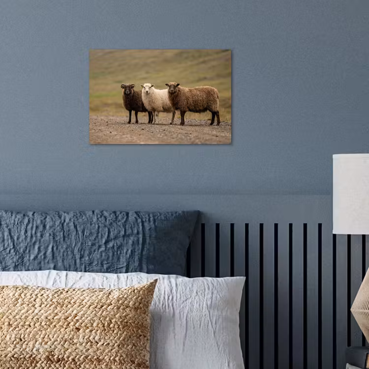 Poster - Schapen - Bruin - Wit - Grindpad — 3