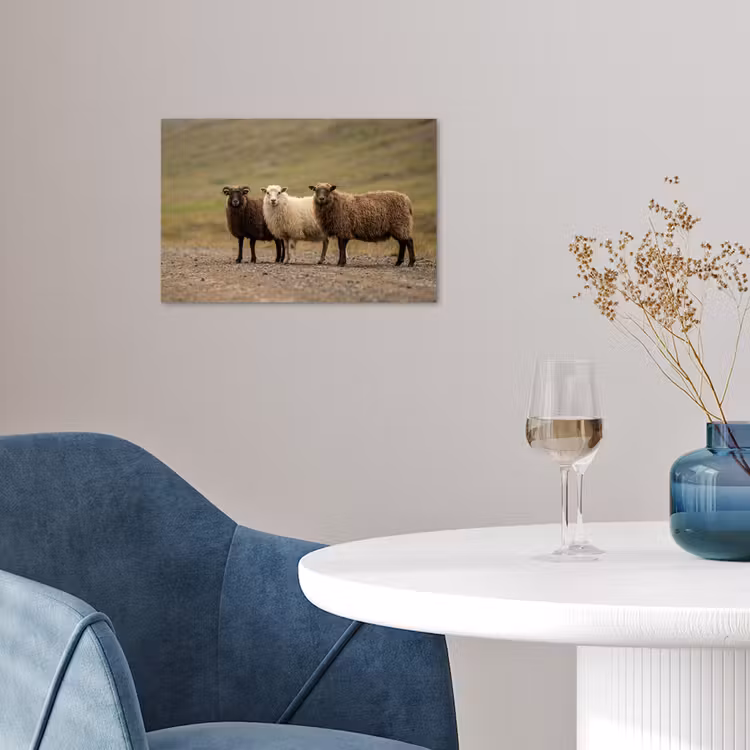 Poster - Schapen - Bruin - Wit - Grindpad — 4