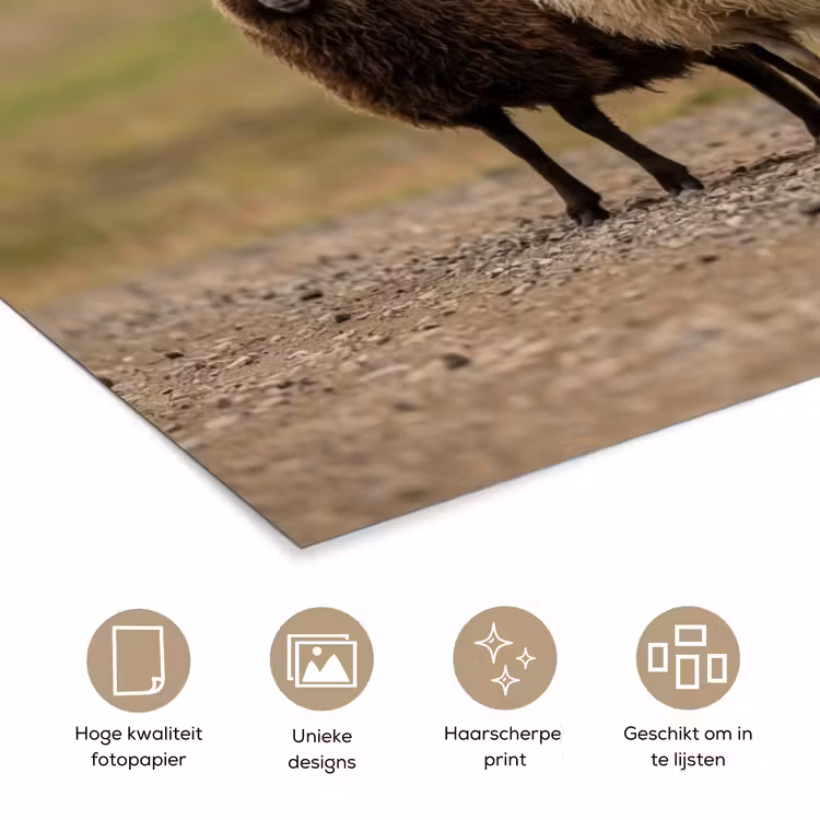 Poster - Schapen - Bruin - Wit - Grindpad — 5