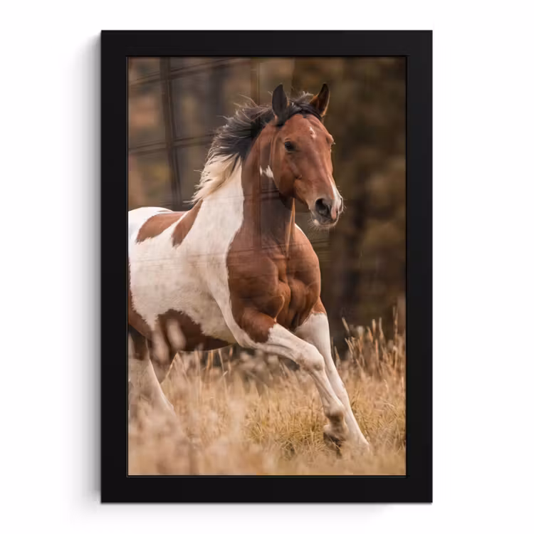 Poster met lijst - Bonte Paard Galopperend Herfst