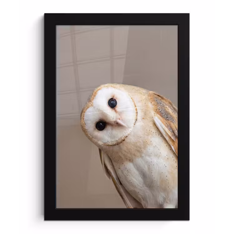 Poster met lijst - Uil - Bruin - Wit — 1