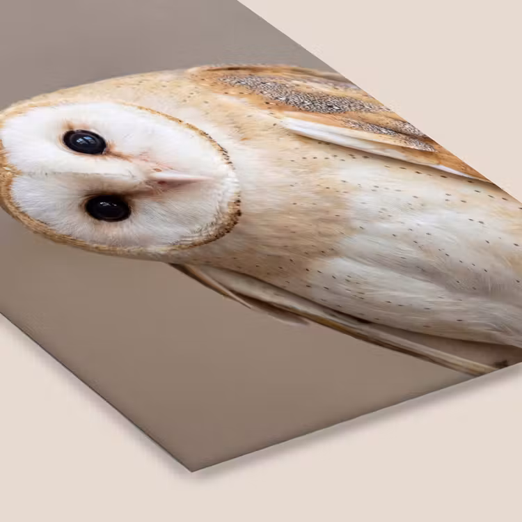 Poster met lijst - Uil - Bruin - Wit — 7