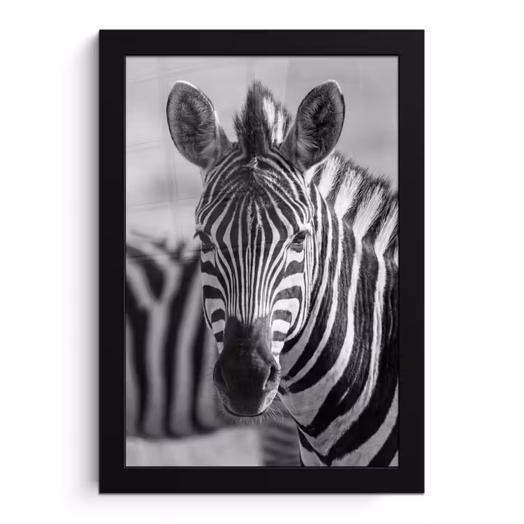 Poster met lijst - Zebra Kudde Zwart Wit