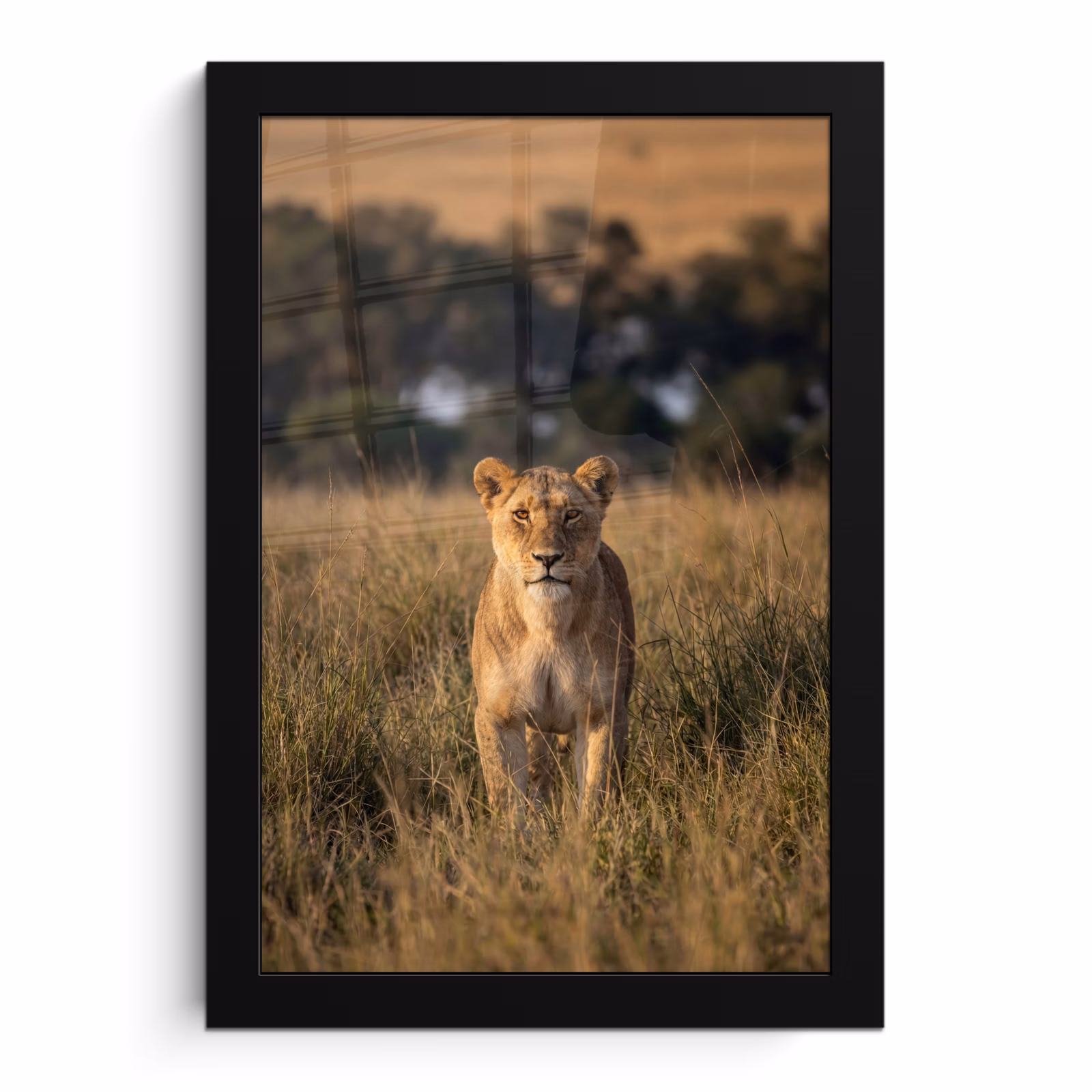 Poster met lijst - Leeuwin in Savanne — 1