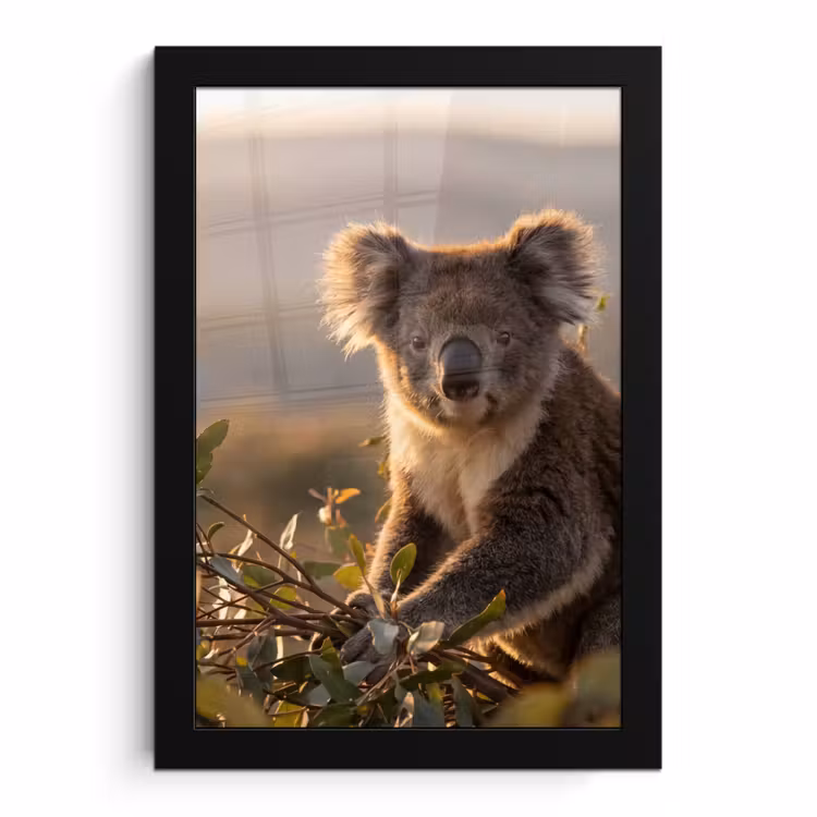 Poster met lijst - Koala Eucalyptus Zonsondergang