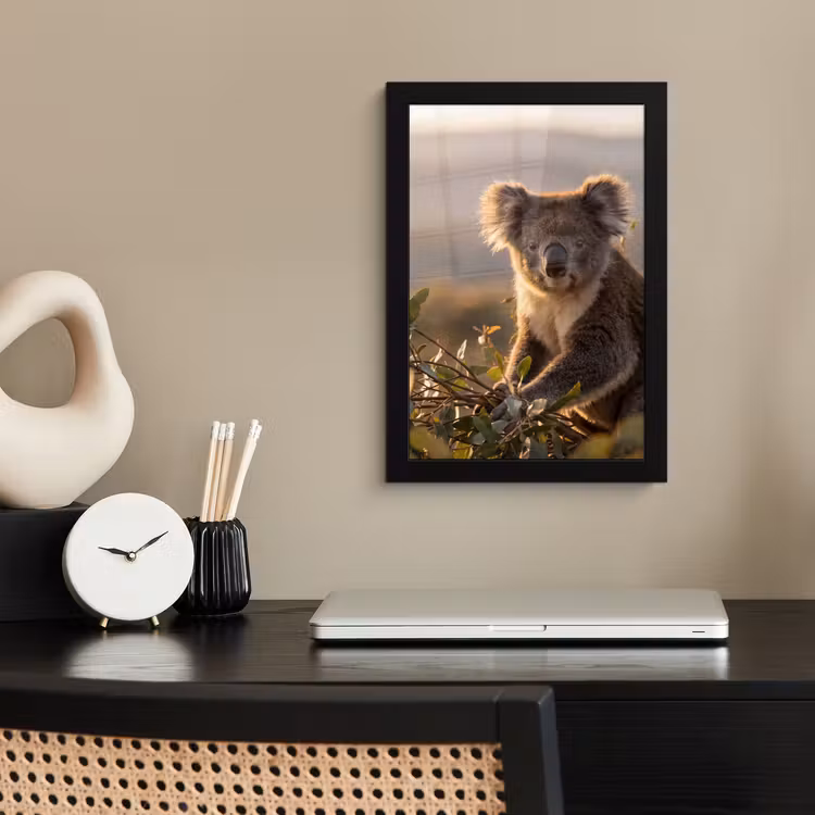 Poster met lijst - Koala Eucalyptus Zonsondergang — 2