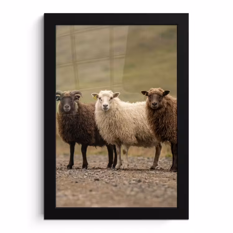 Poster met lijst - Drie Schapen op Onverharde Weg