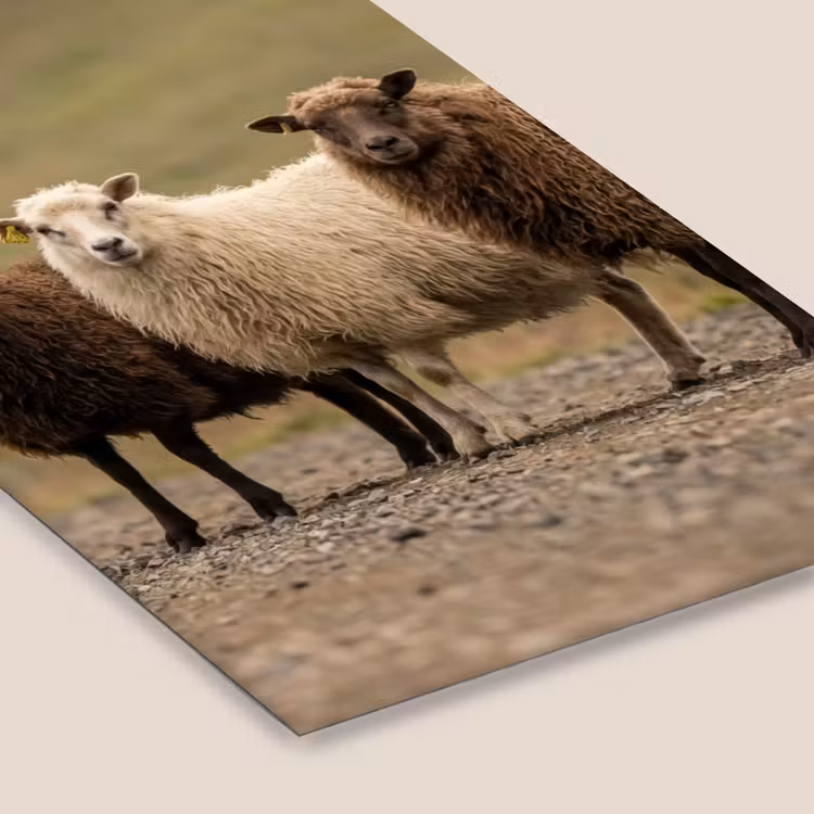 Poster met lijst - Drie Schapen op Onverharde Weg — 7