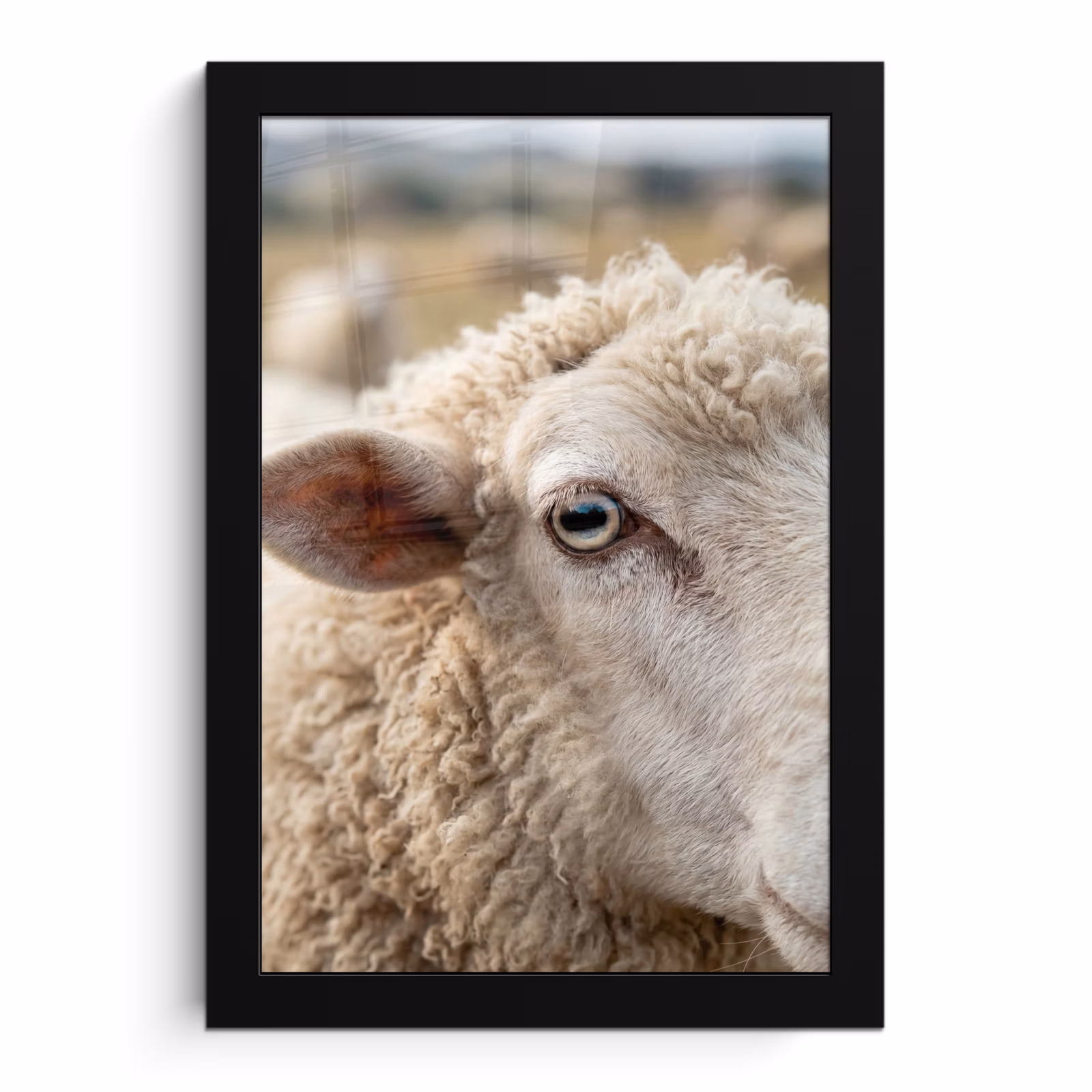 Poster met lijst - Schaap Close-up — 1