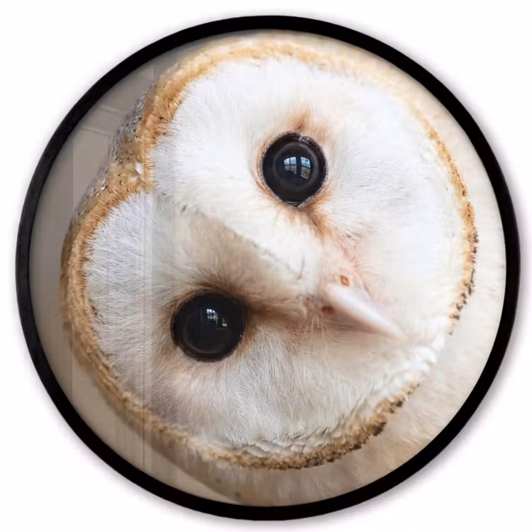 Ronde fotolijst - Uil - Bruin - Wit — 1