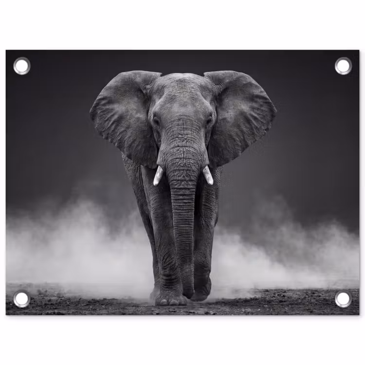 Tuinposter - Olifant - Zwart - Wit - Rook