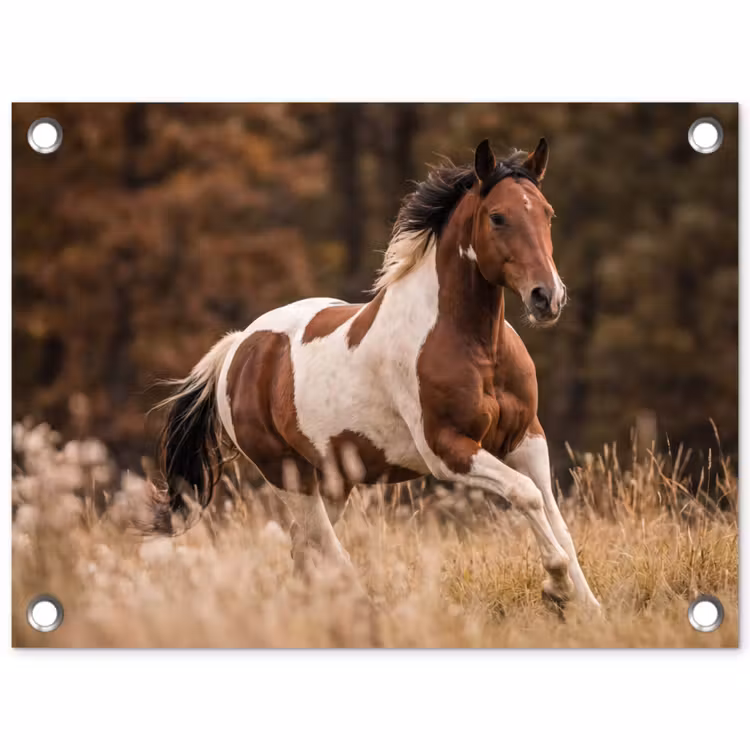 Tuinposter - Paard - Bruin - Gras