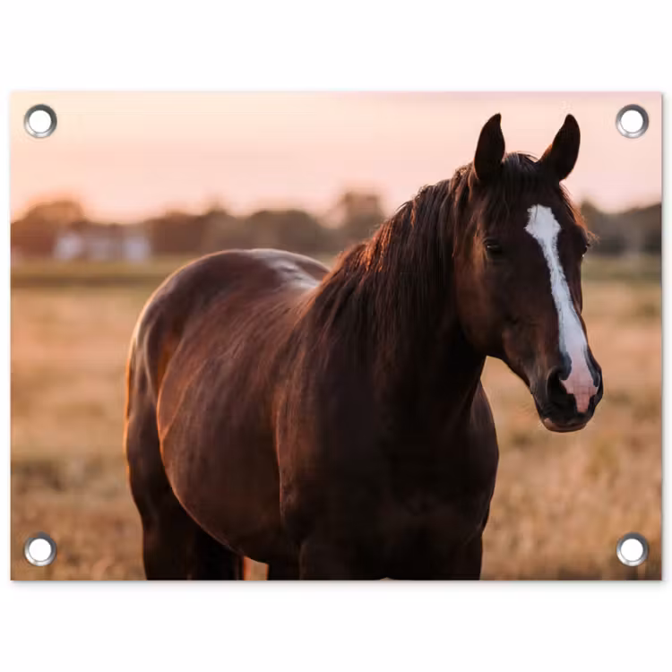 Tuinposter - Paard - Zonsondergang - Bruin