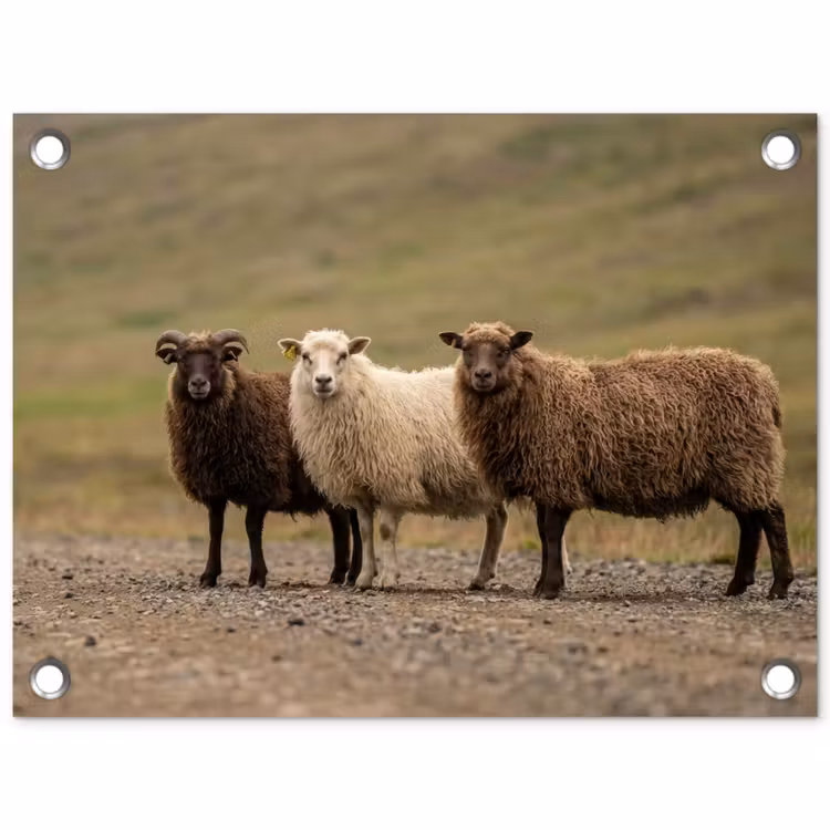 Tuinposter - Schapen - Bruin - Wit - Grindpad