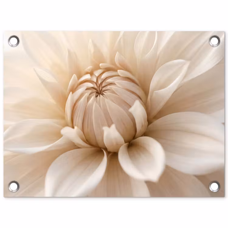 Tuinposter - Bloem - Dahlia - Wit