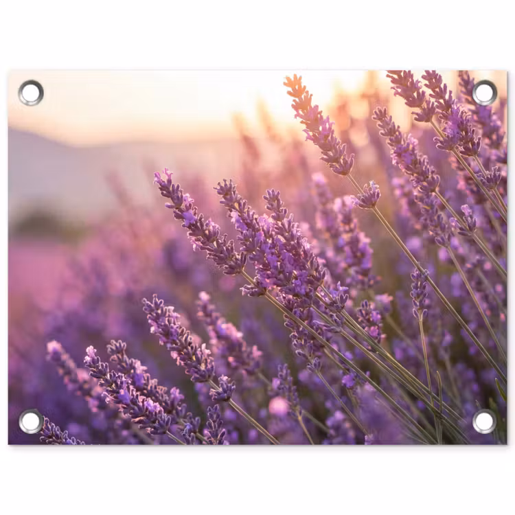 Tuinposter - Lavendel - Paars - Zonlicht