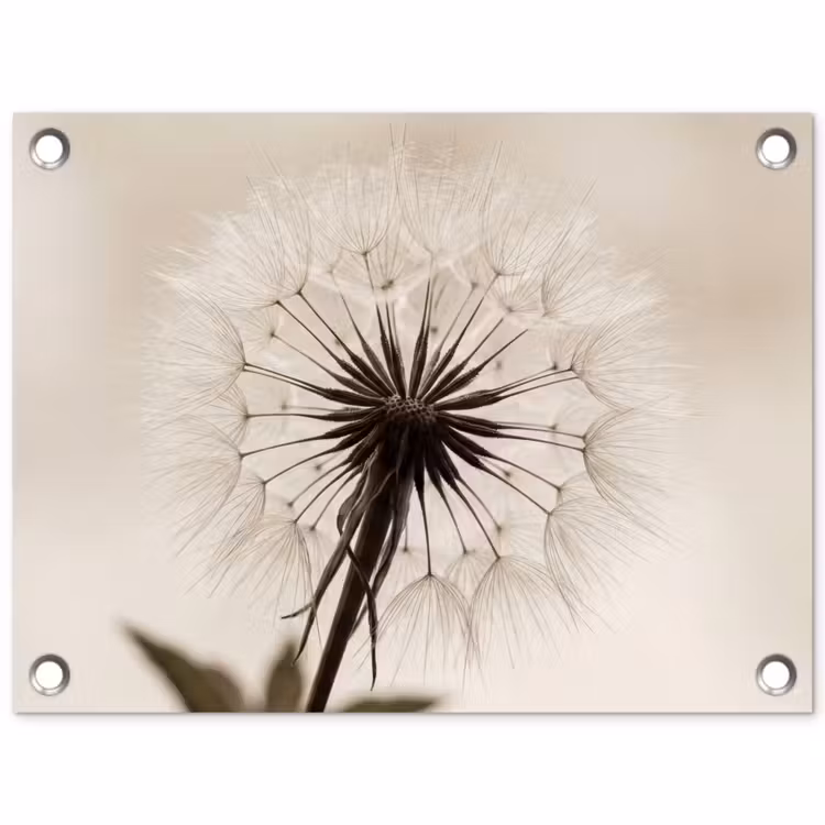 Tuinposter - Paardenbloem - Minimalistisch - Wit