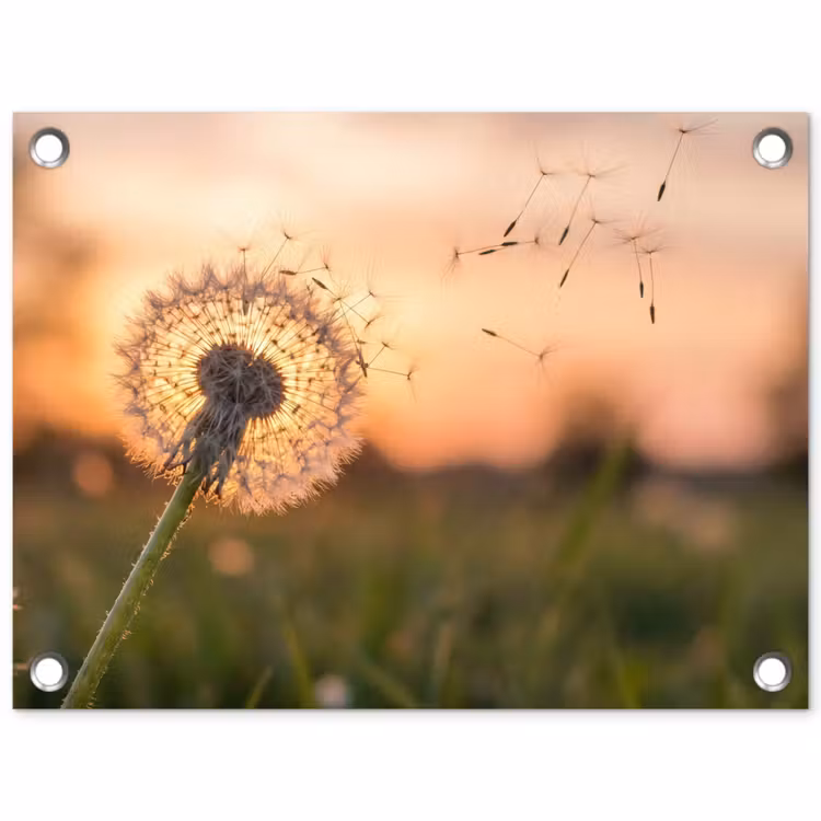 Tuinposter - Paardenbloem - Zonsondergang - Veld