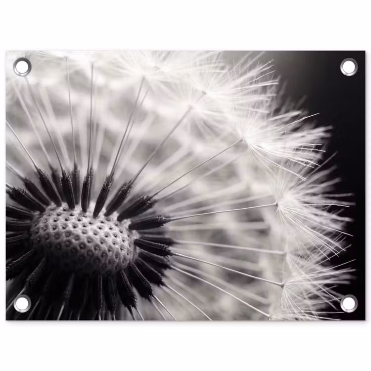 Tuinposter - Paardenbloem - Zwart - Wit