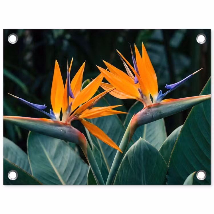 Tuinposter - Paradijsvogel - Bloem - Exotisch