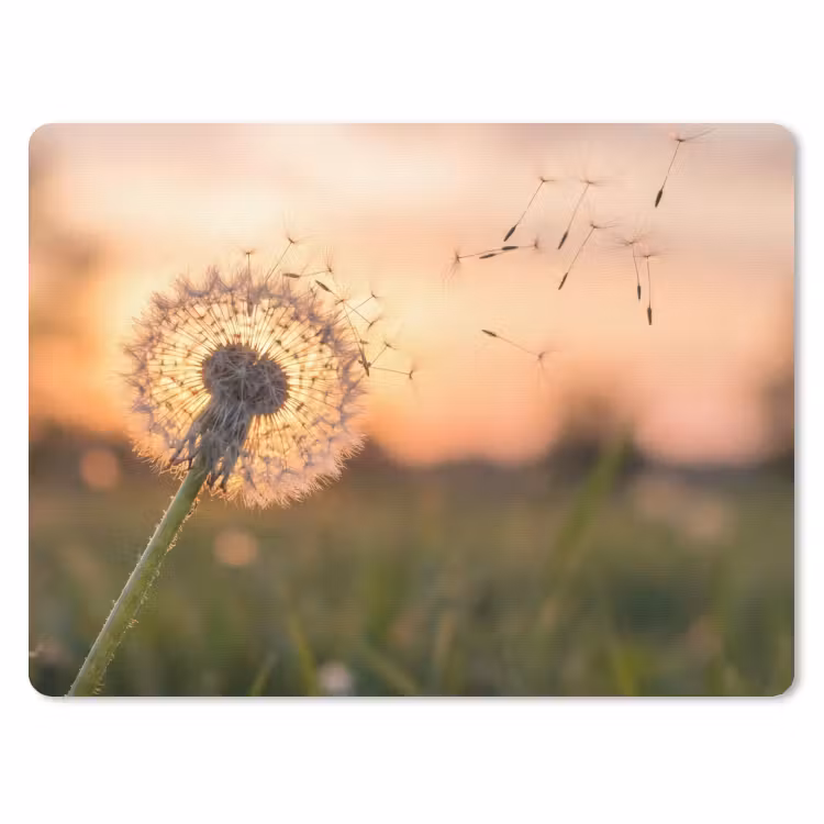Muismat - Paardenbloem - Zonsondergang - Veld
