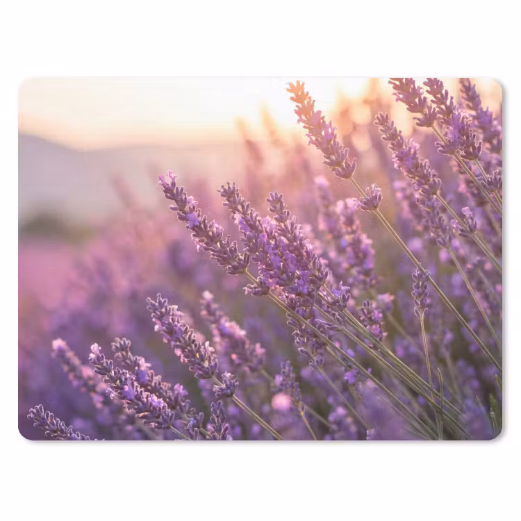 Muismat - Lavendel - Paars - Zonlicht