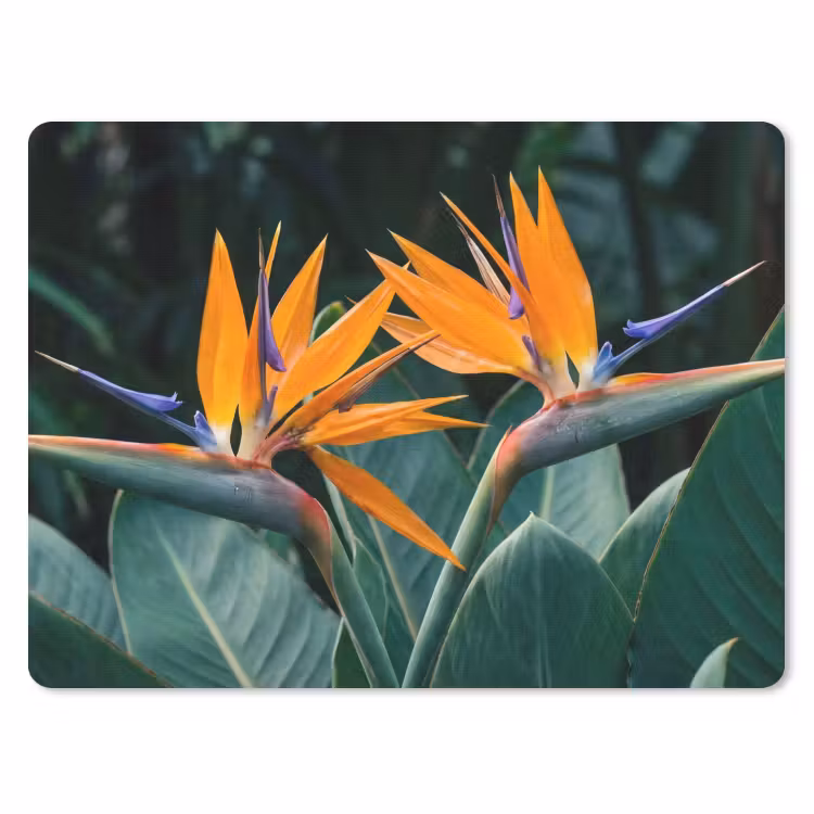 Muismat - Paradijsvogel - Bloem - Exotisch