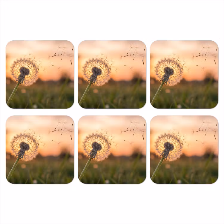Onderzetter - Paardenbloem - Zonsondergang - Veld