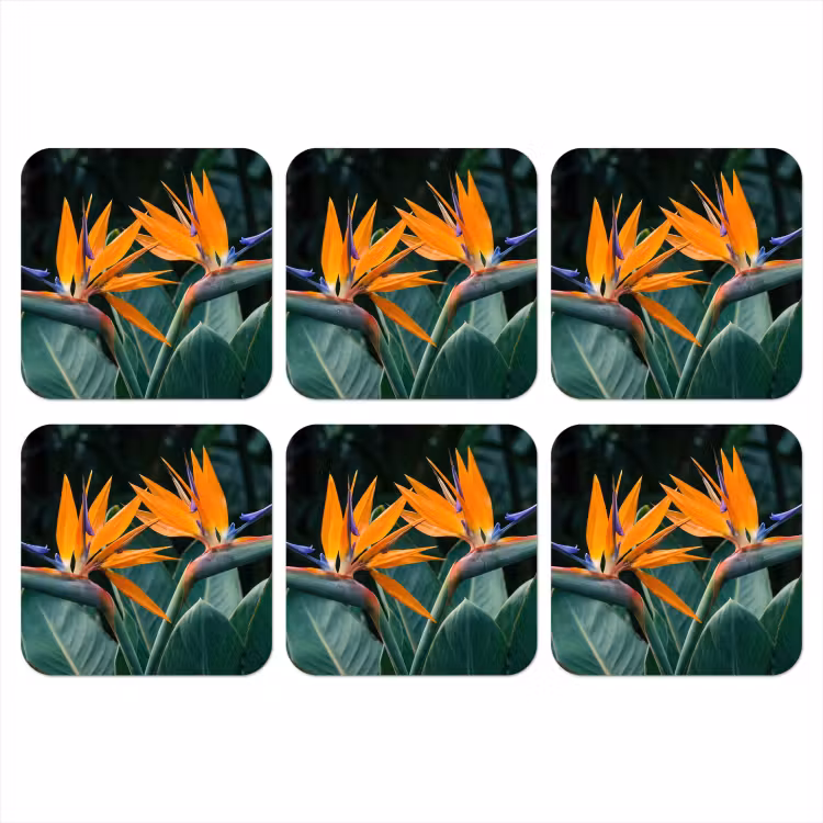 Onderzetter​ - Paradijsvogel - Bloem - Exotisch