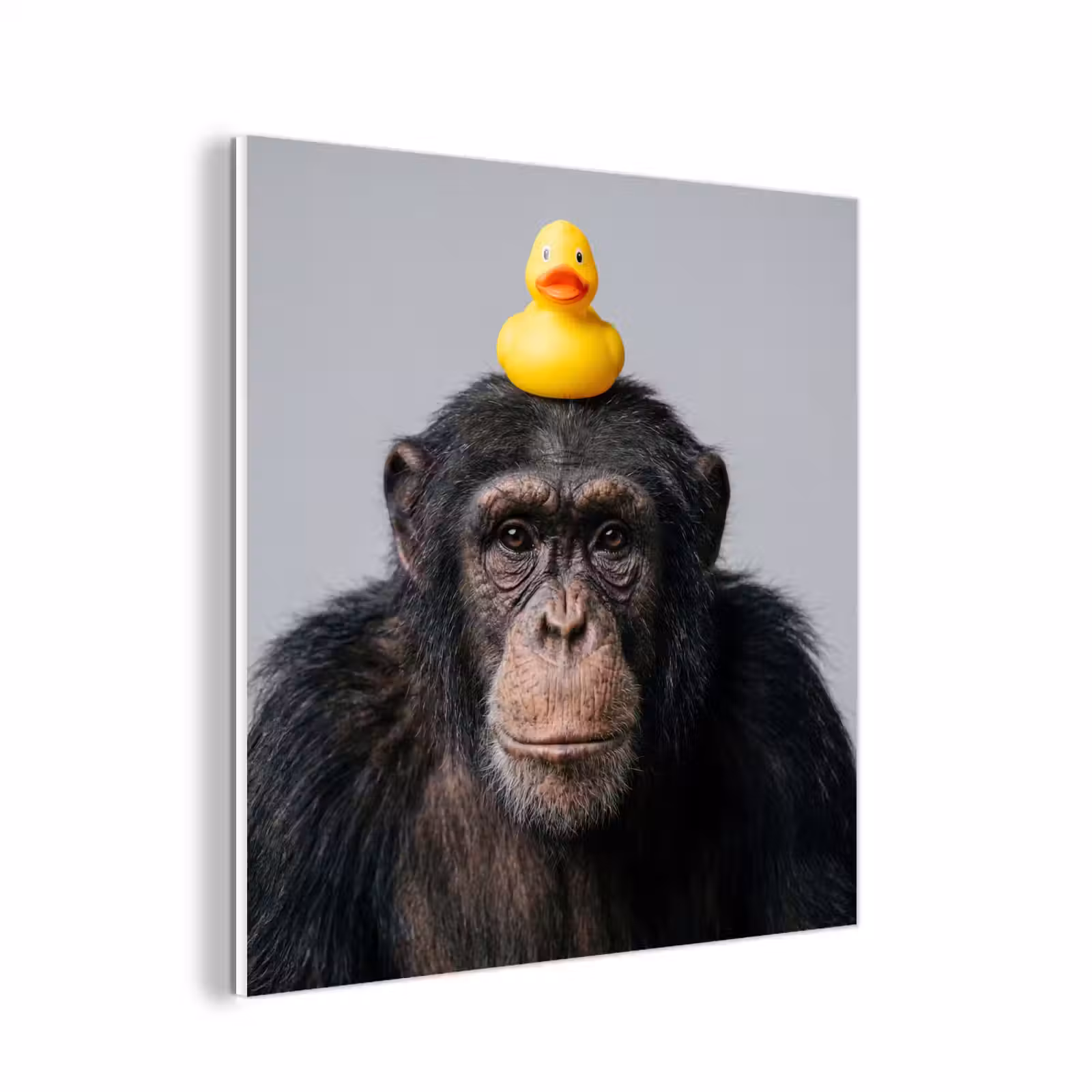 Forex - Chimpansee - Badeend - Grijs — 1