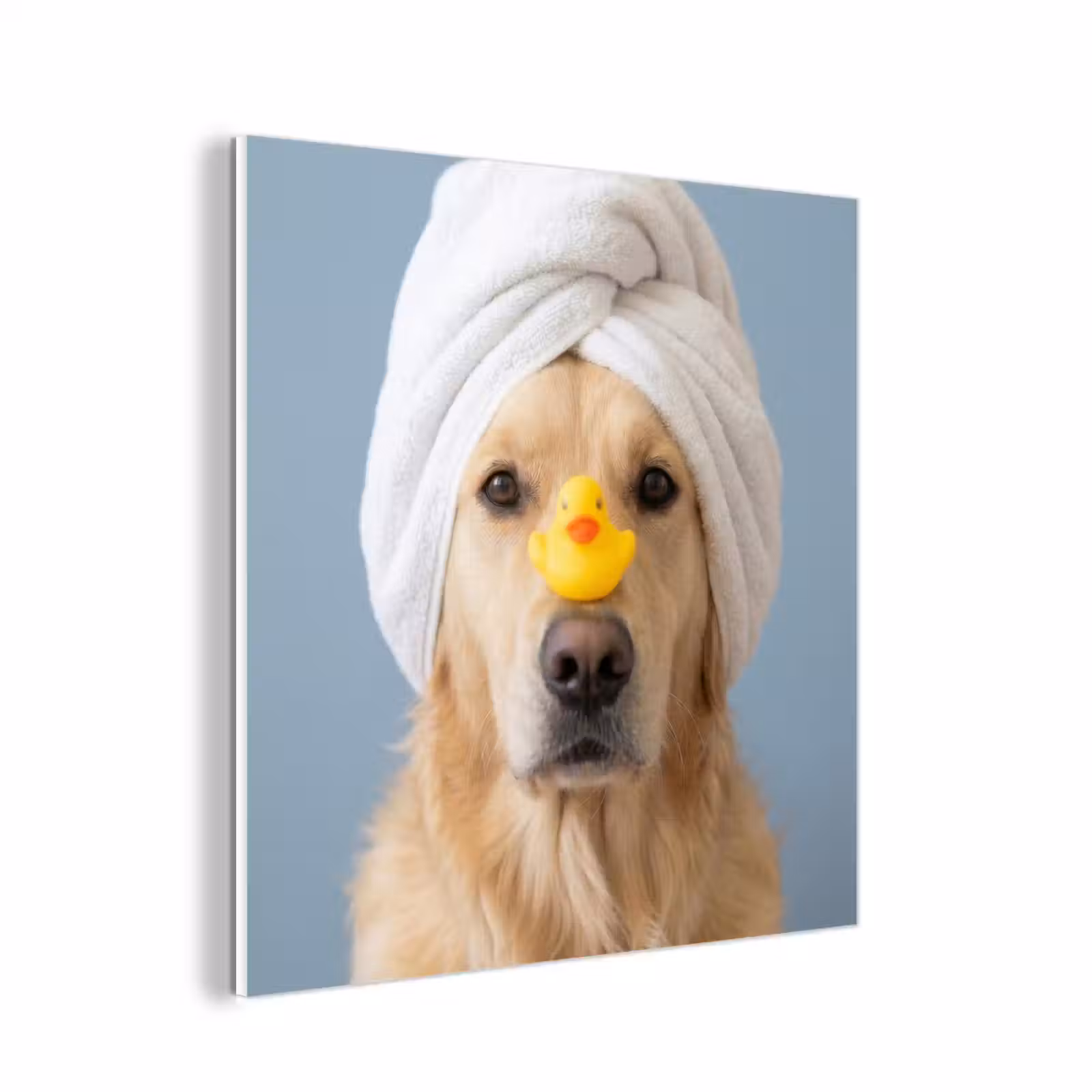 Forex - Hond - Badeend - Geel — 1
