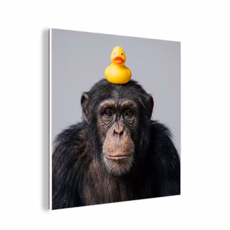 Forex - Chimpansee - Badeend - Grijs — 1
