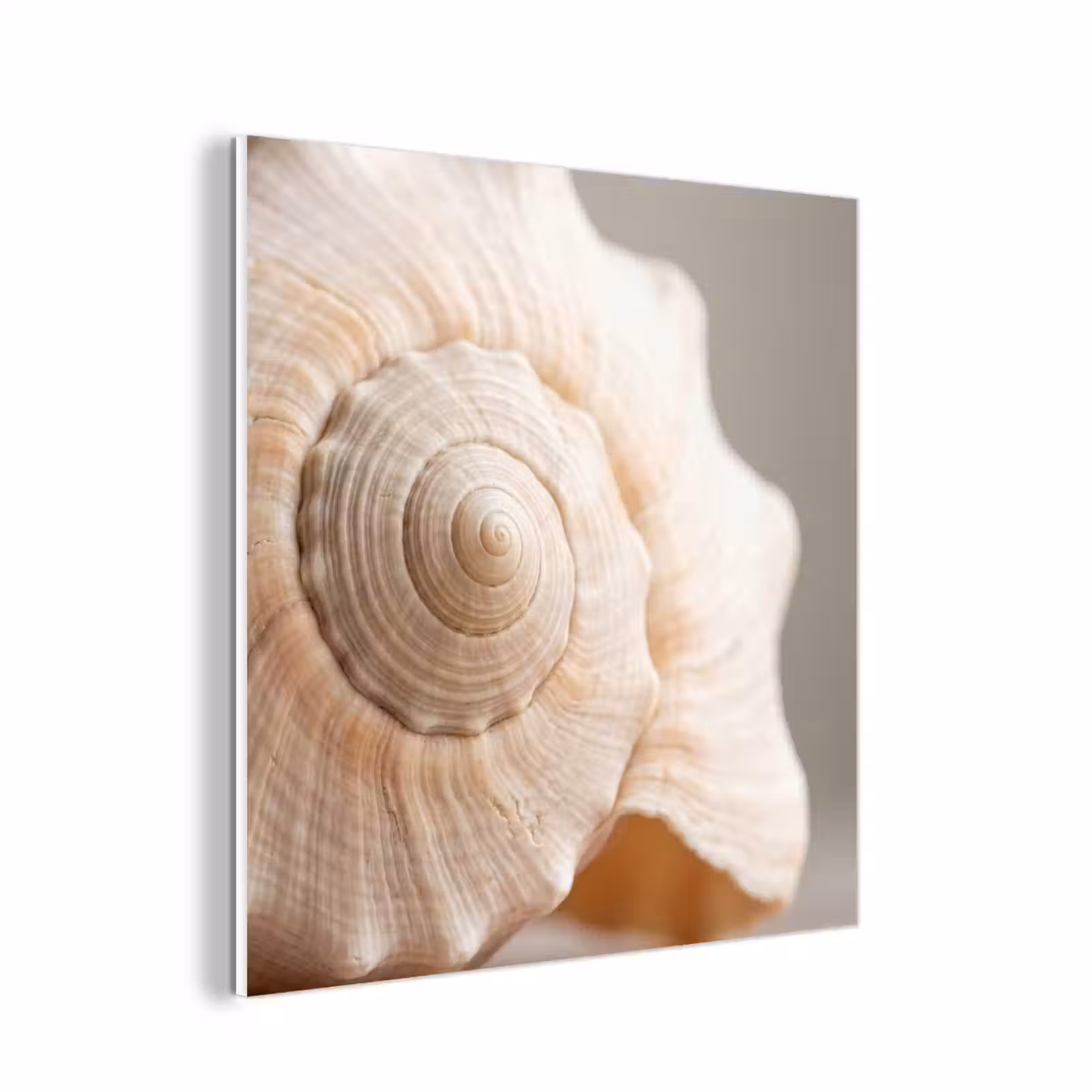 Forex - Schelp - Detail - Beige — 1