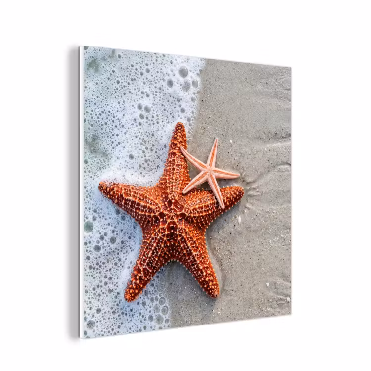 Forex - Zeester - Strand - Zee — 1